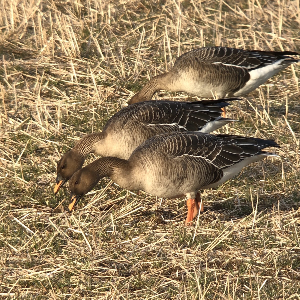 Tundra Bean-Goose - Rego Ostonen