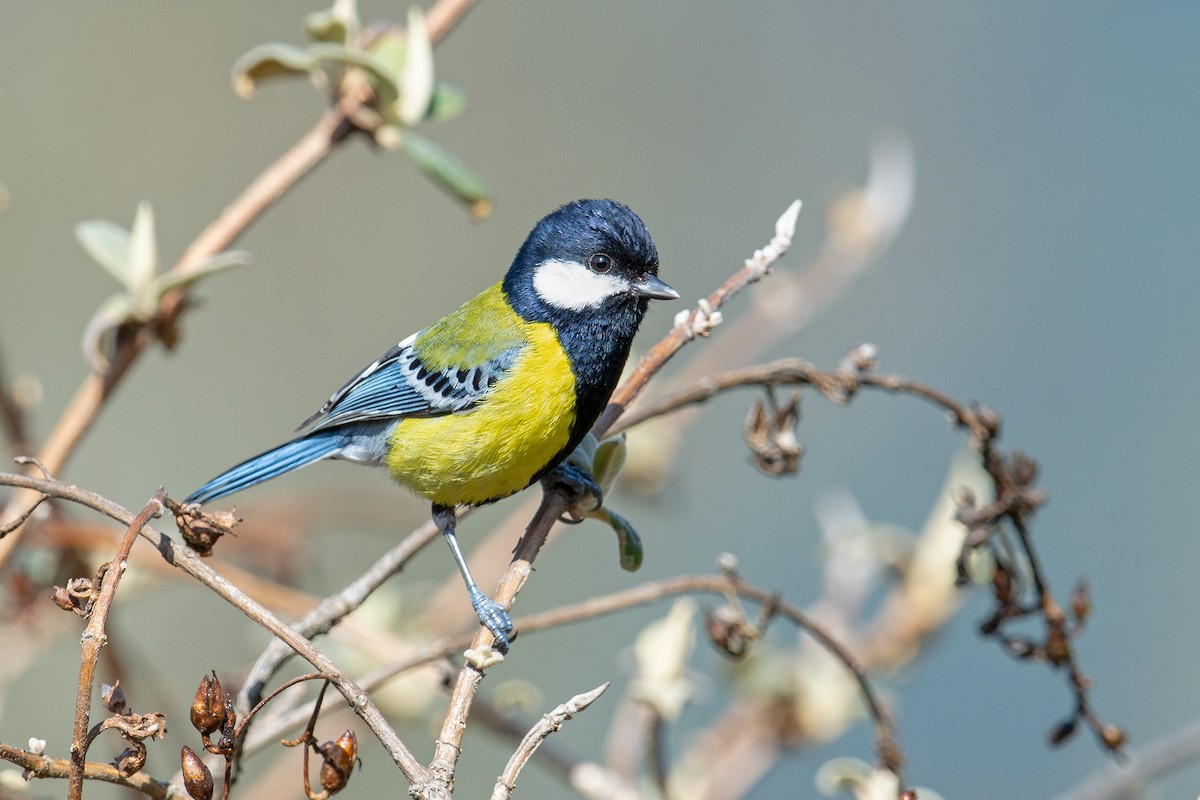 Green-backed Tit - ML228202801