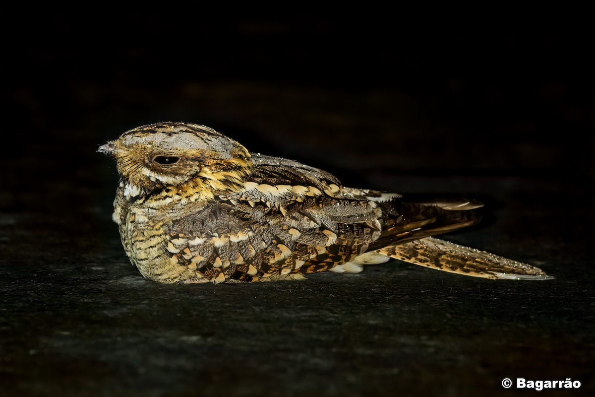 Red-necked Nightjar - ML228203011