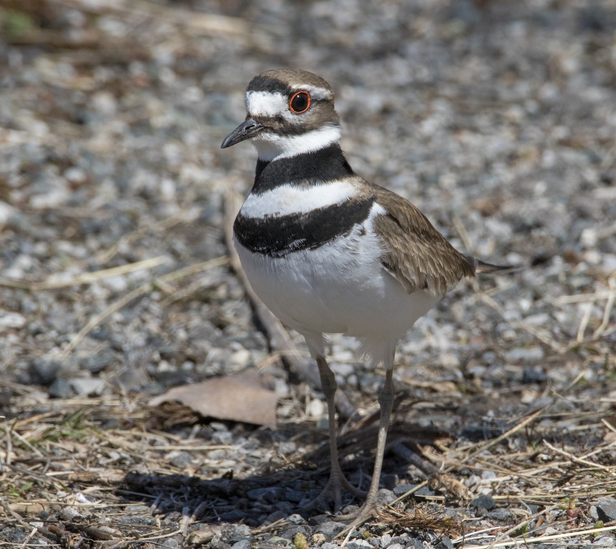 Killdeer - Julie Bowen