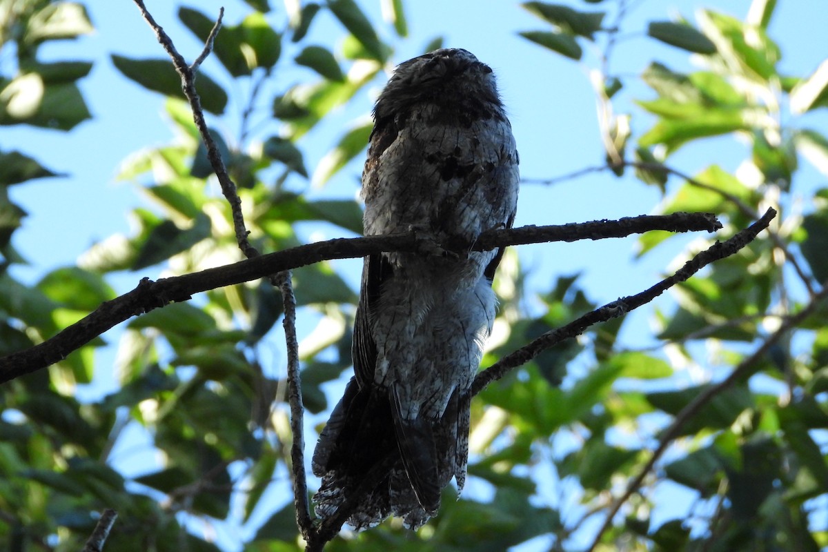 Common Potoo - ML228204671