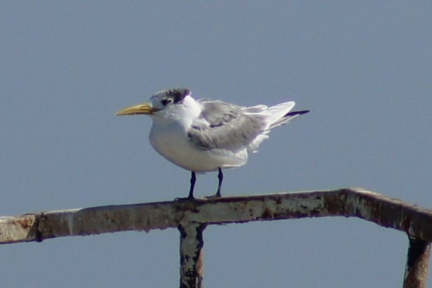 Lesser Crested Tern - Steven van der Veen