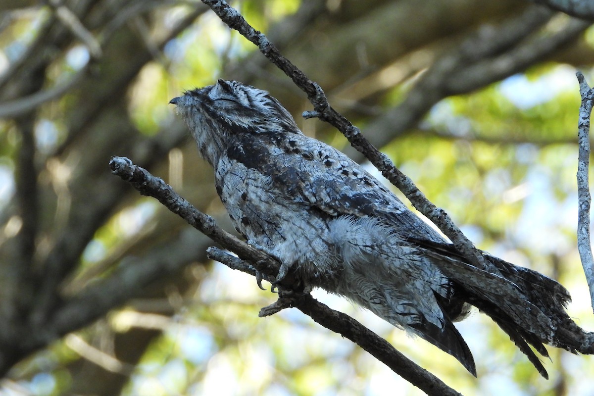 Common Potoo - ML228206311