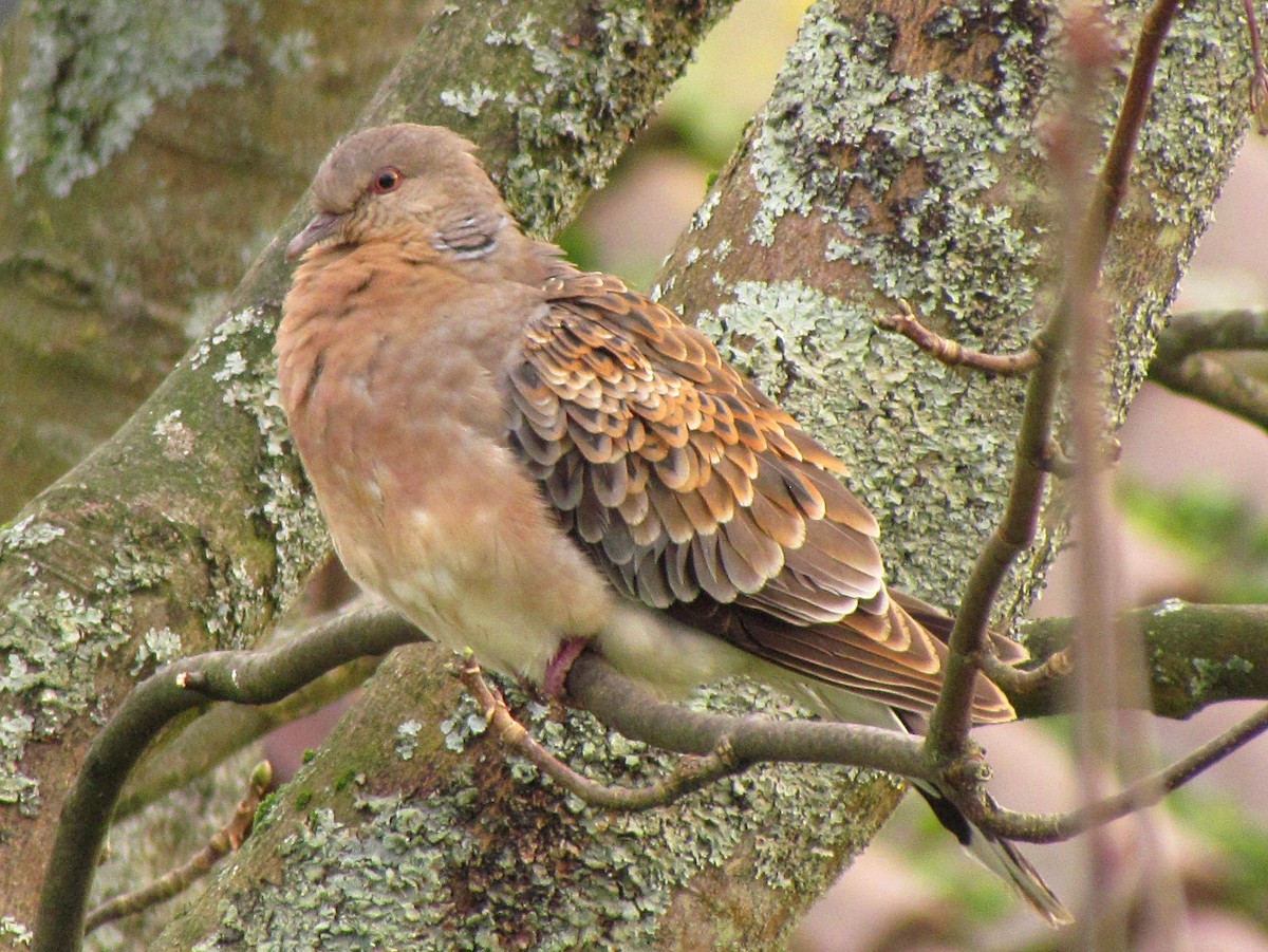 Oriental Turtle-Dove - ML22820641