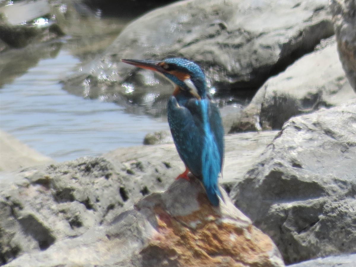 Martin-pêcheur d'Europe - ML228206681