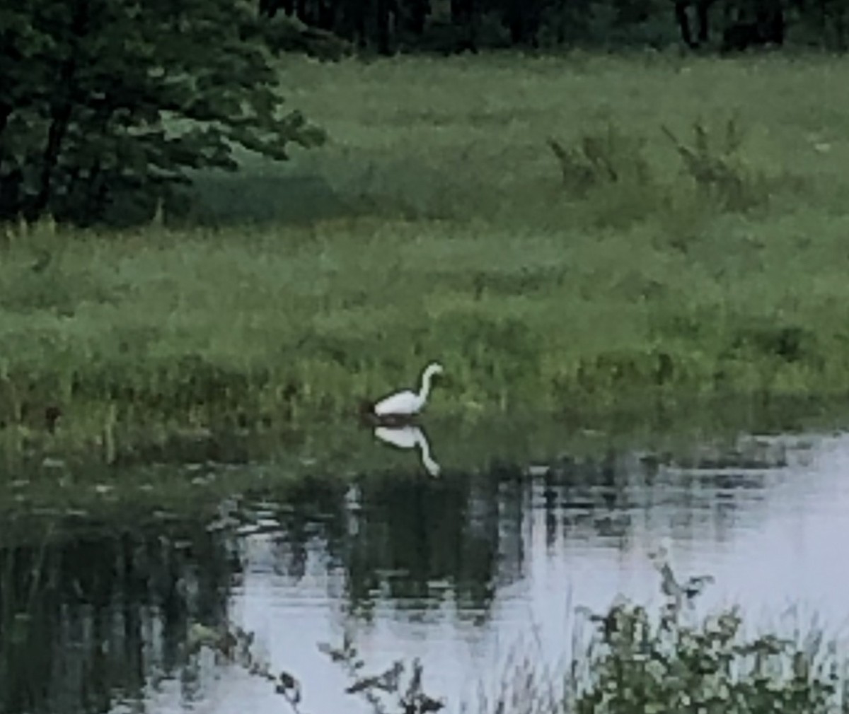 Great Egret - ML228207481