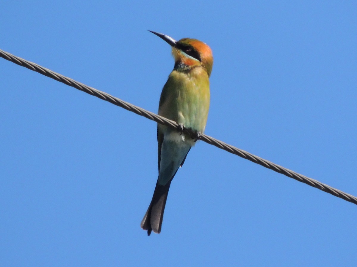 Rainbow Bee-eater - ML228207621