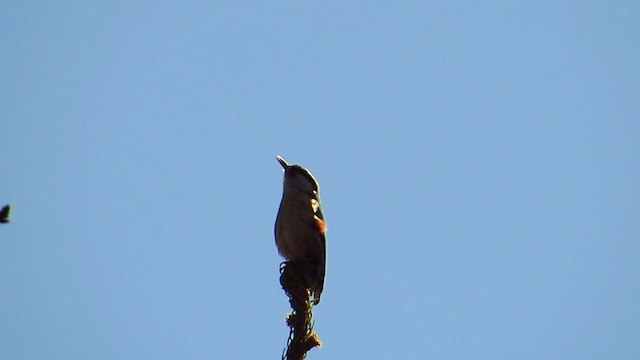 Eurasian Nuthatch - ML228209291