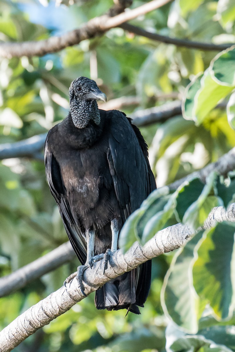 Black Vulture - ML228210001