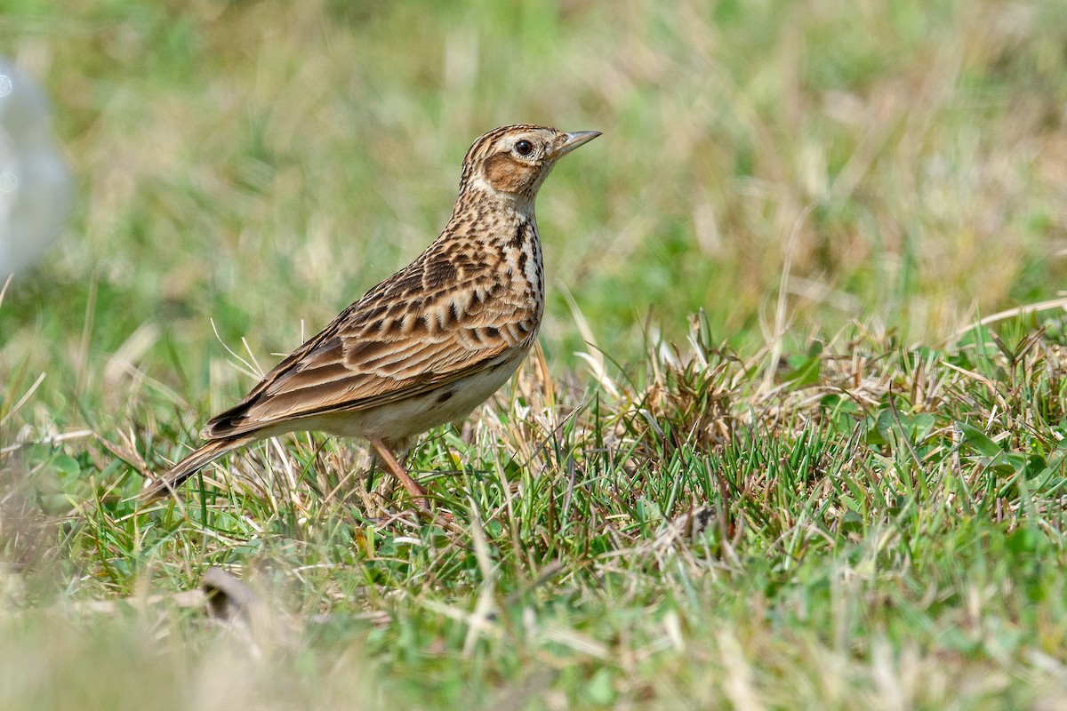 Oriental Skylark - ML228210111