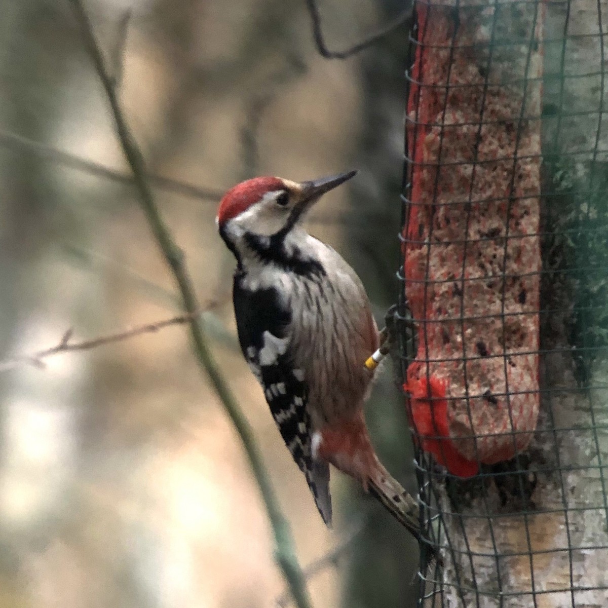 White-backed Woodpecker - ML228213791