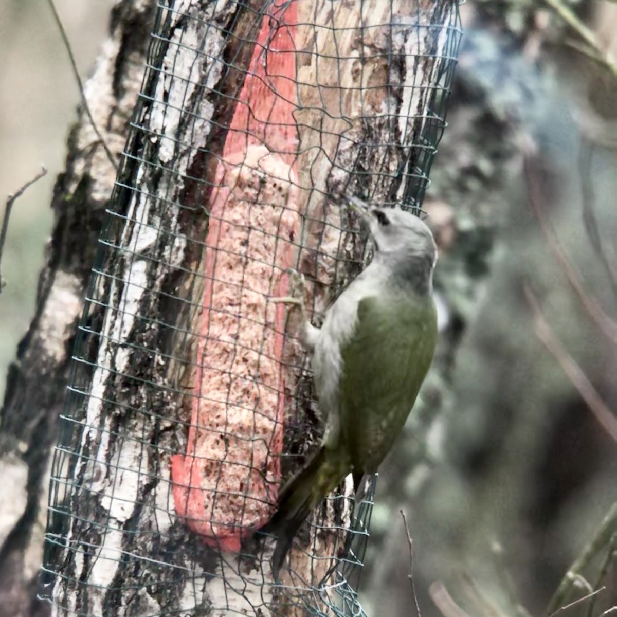 Gray-headed Woodpecker - ML228214031