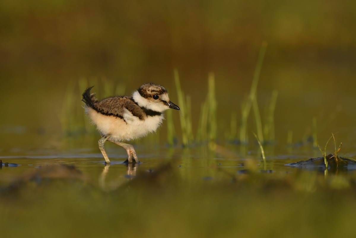 Killdeer - Jonathan Irons