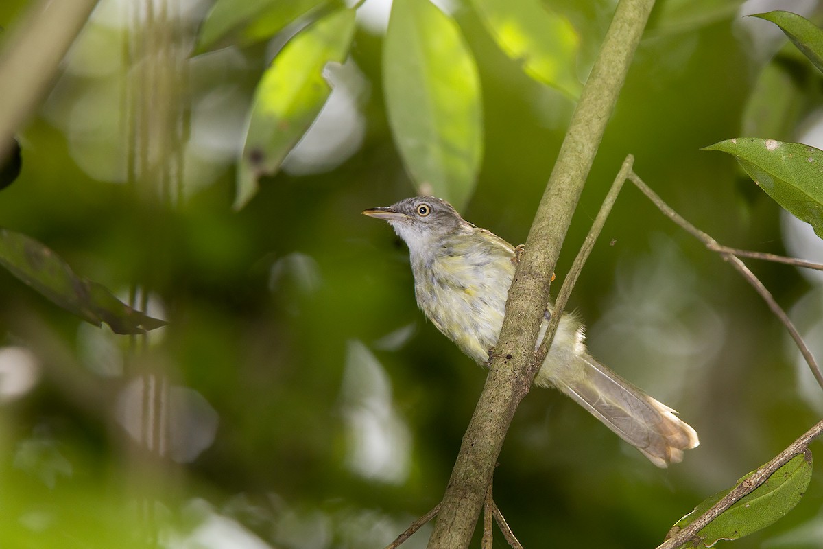 Tiny Greenbul - Niall D Perrins