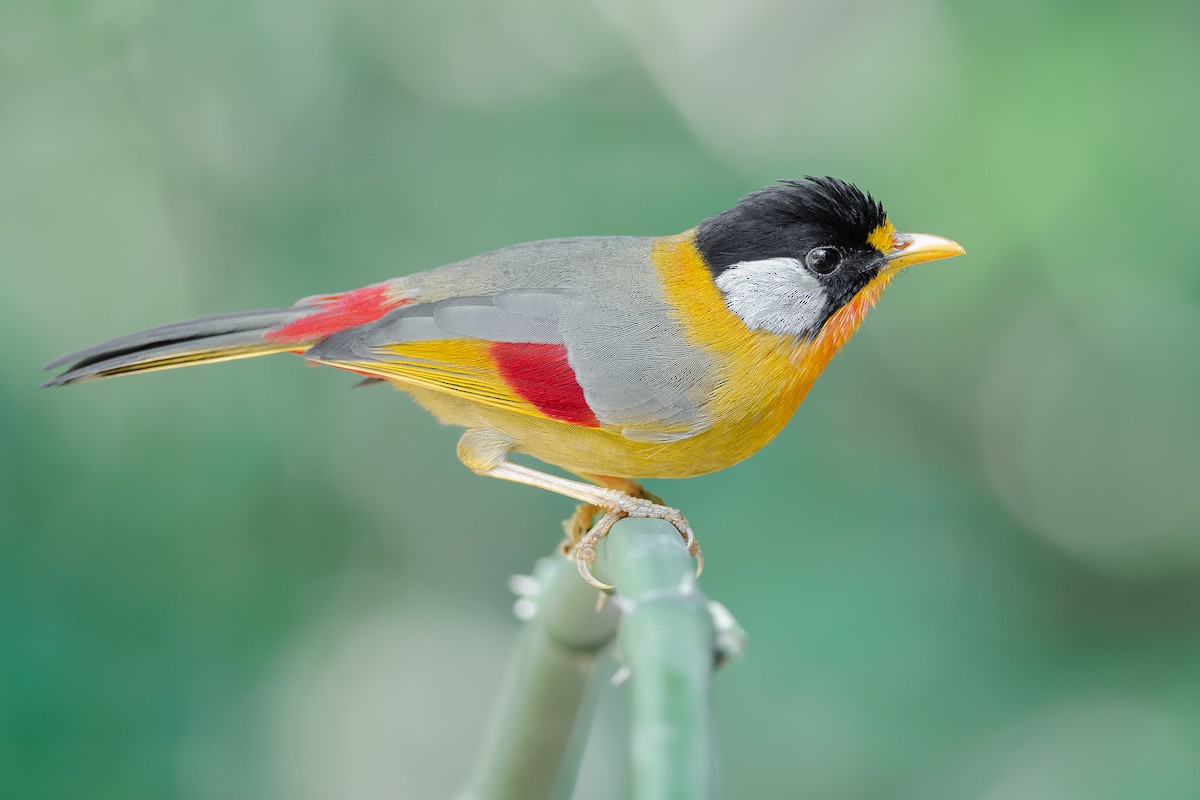 Silver-eared Mesia (Silver-eared) - Natthaphat Chotjuckdikul