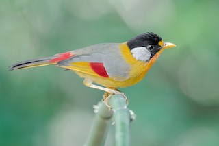 ゴシキソウシチョウ（argentauris グループ） - eBird