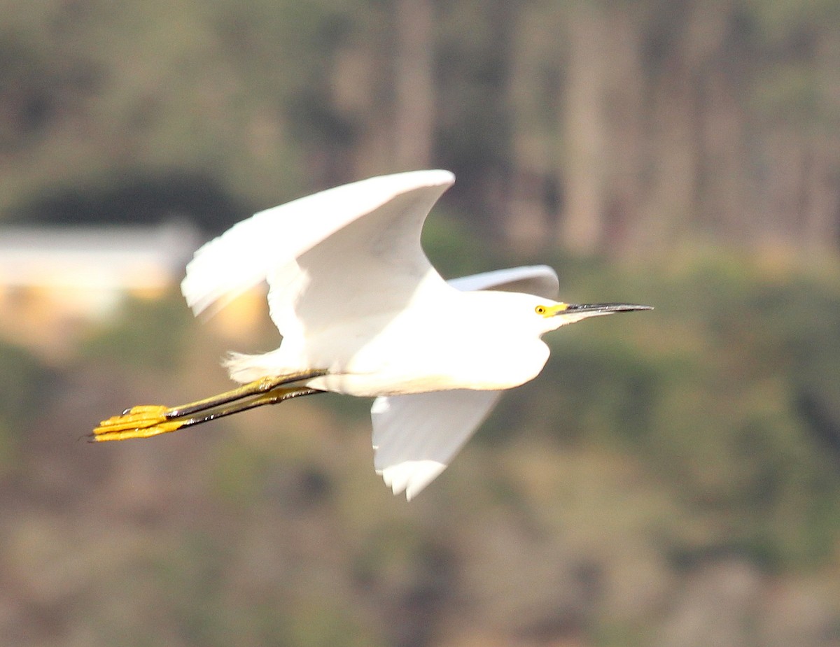 Snowy Egret - ML228221951