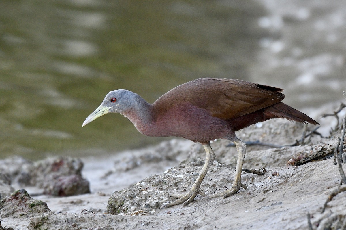 Chestnut Rail - Jacques Erard