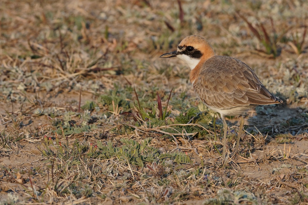 Greater Sand-Plover - ML228223761