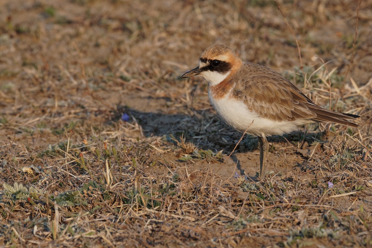 Greater Sand-Plover - Vincent Wang