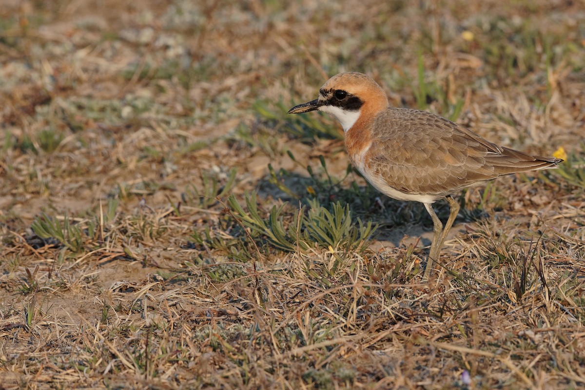 Greater Sand-Plover - ML228223901