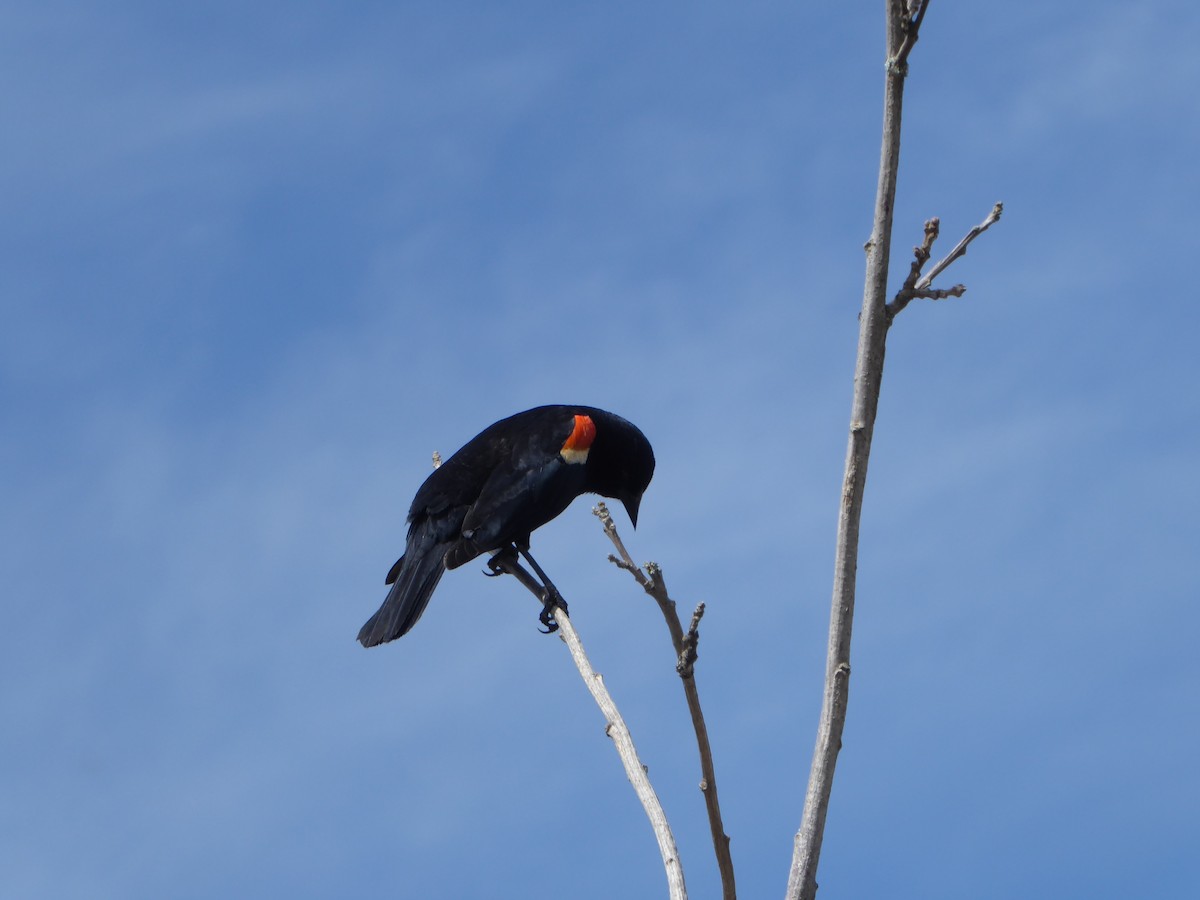 Red-winged Blackbird - ML228224491