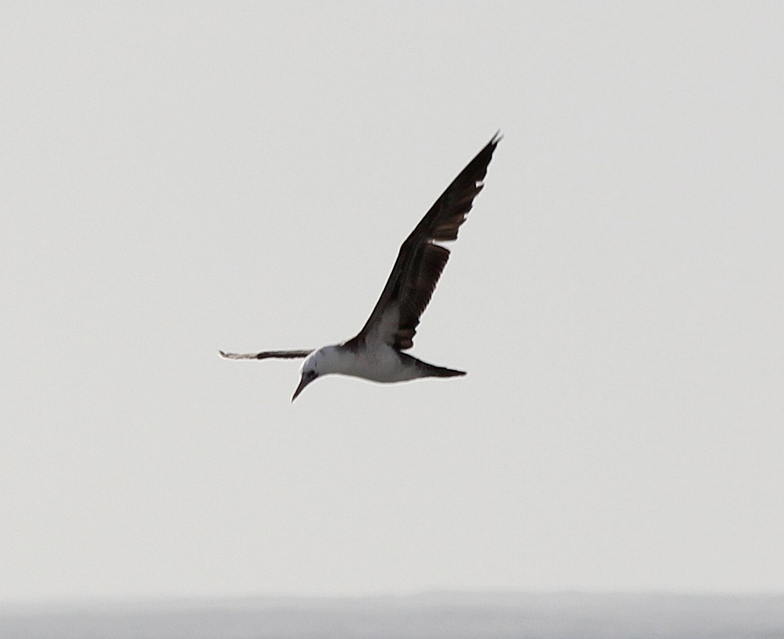 Peruvian Booby - ML228225161