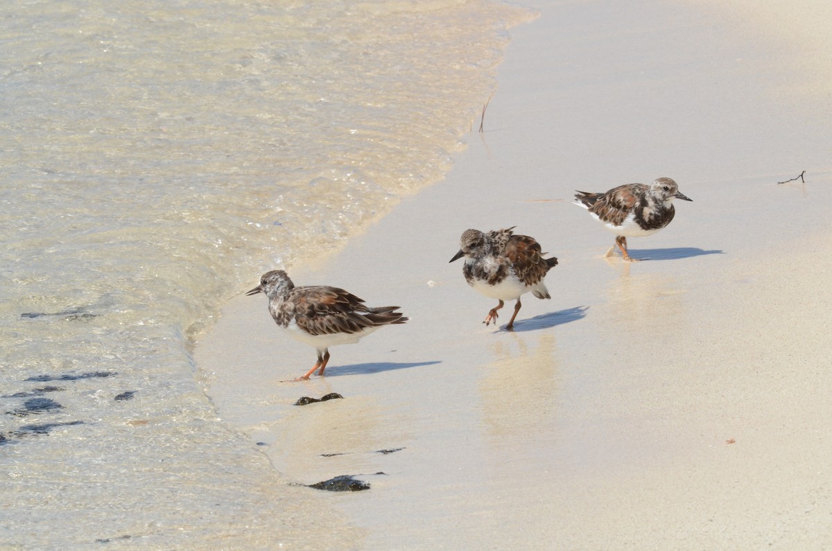 Ruddy Turnstone - Andrew Dobson