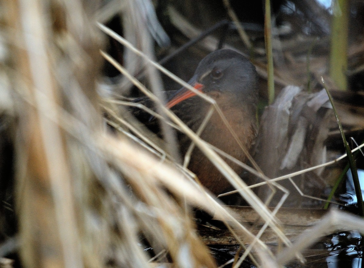 Virginia Rail - ML228226261