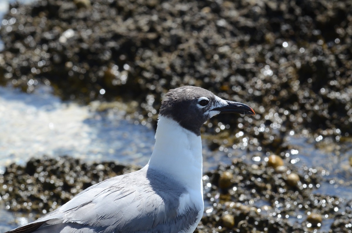 Gaviota Guanaguanare - ML228226501