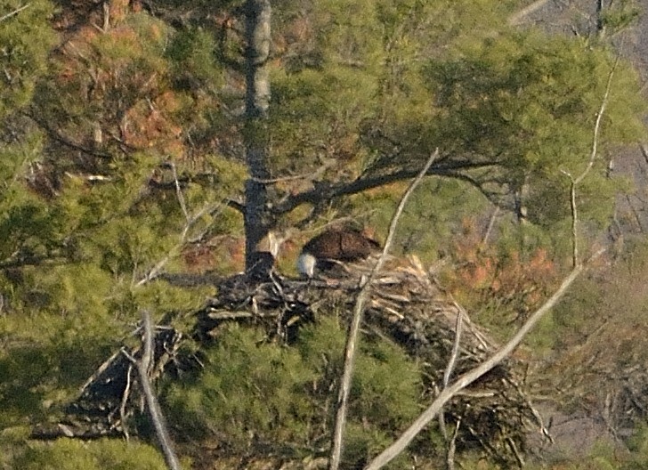 Bald Eagle - John Gordinier