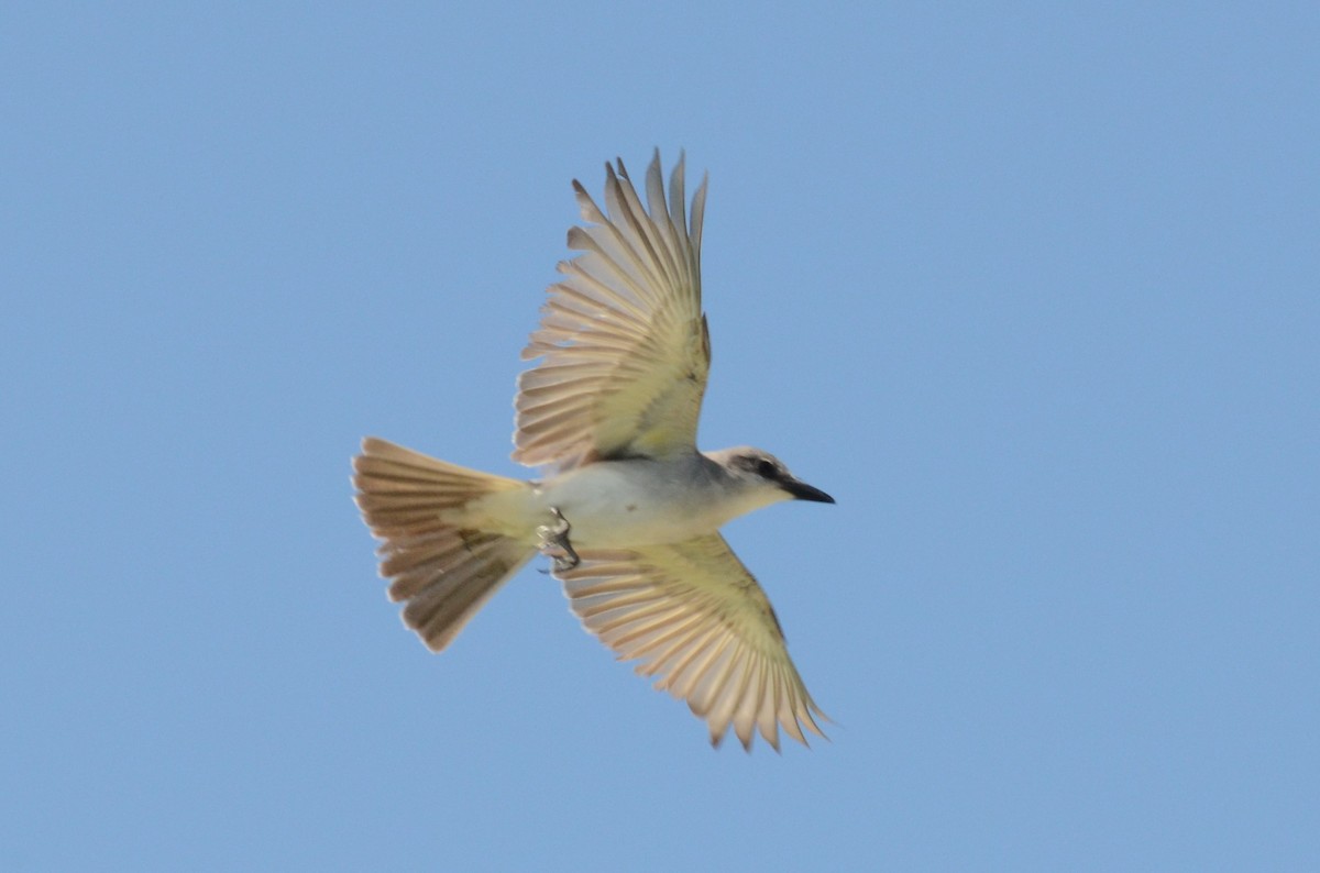 Gray Kingbird - Andrew Dobson