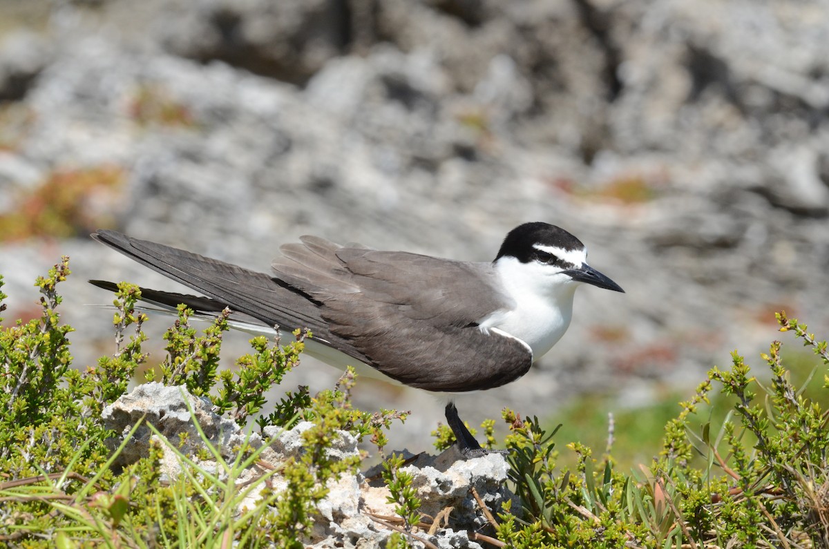 Bridled Tern - ML228226811