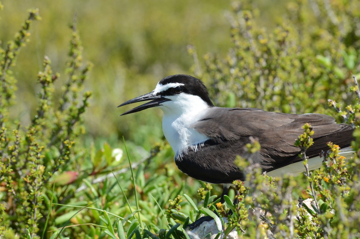 Bridled Tern - Andrew Dobson