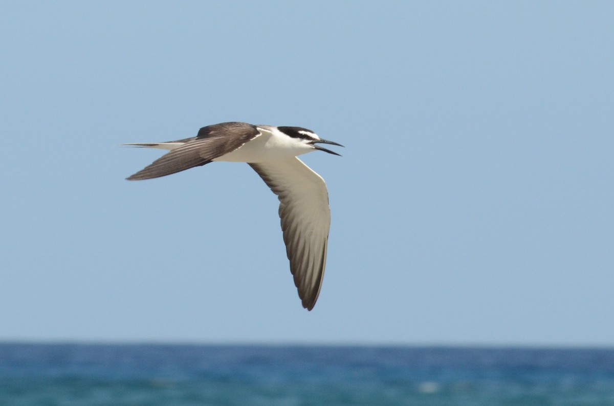 Bridled Tern - ML228227081