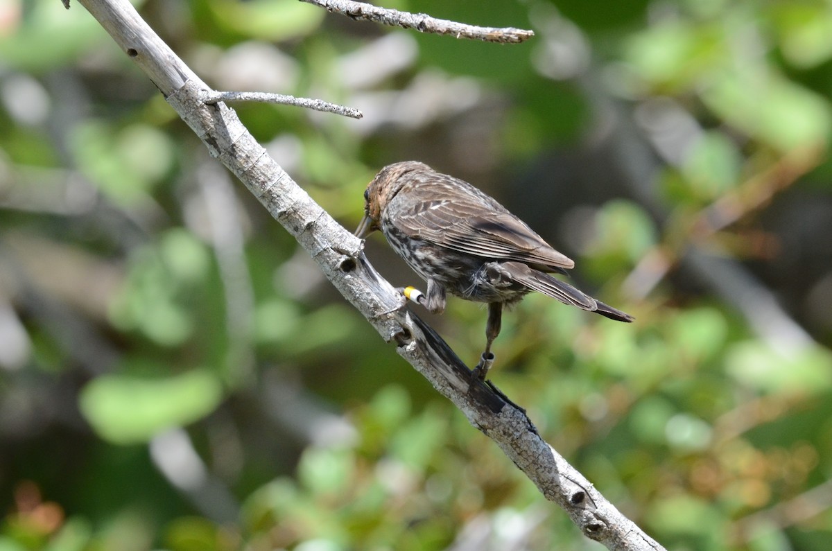 Red-winged Blackbird - Andrew Dobson