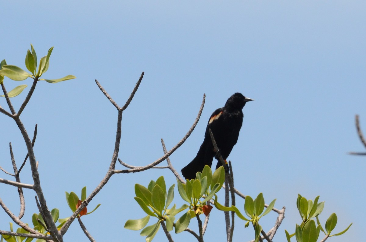 Red-winged Blackbird - ML228228041