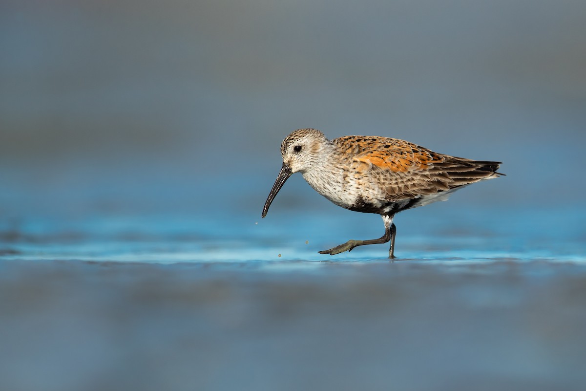 Dunlin - Dorian Anderson