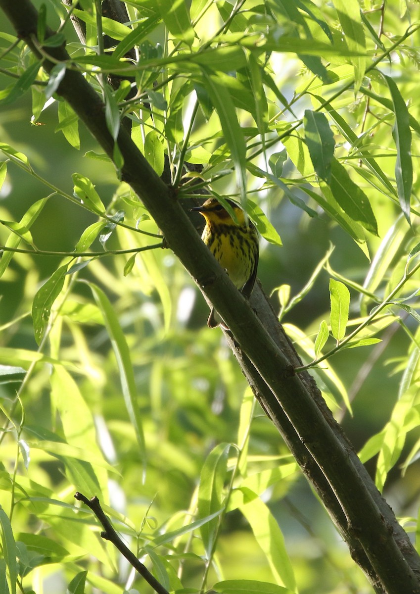 Cape May Warbler - ML228228591