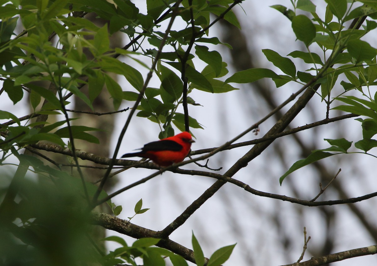 Scarlet Tanager - ML228228691