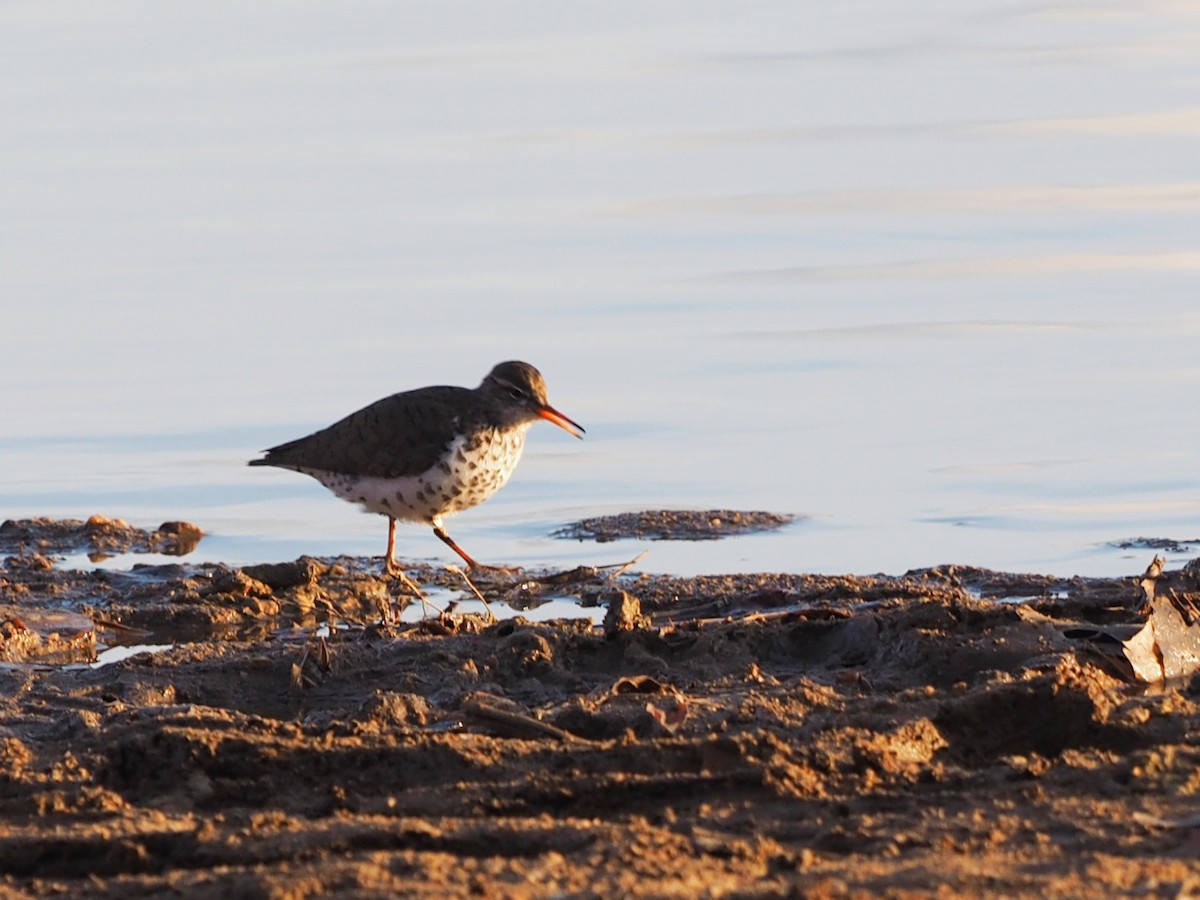 Spotted Sandpiper - Leslie S