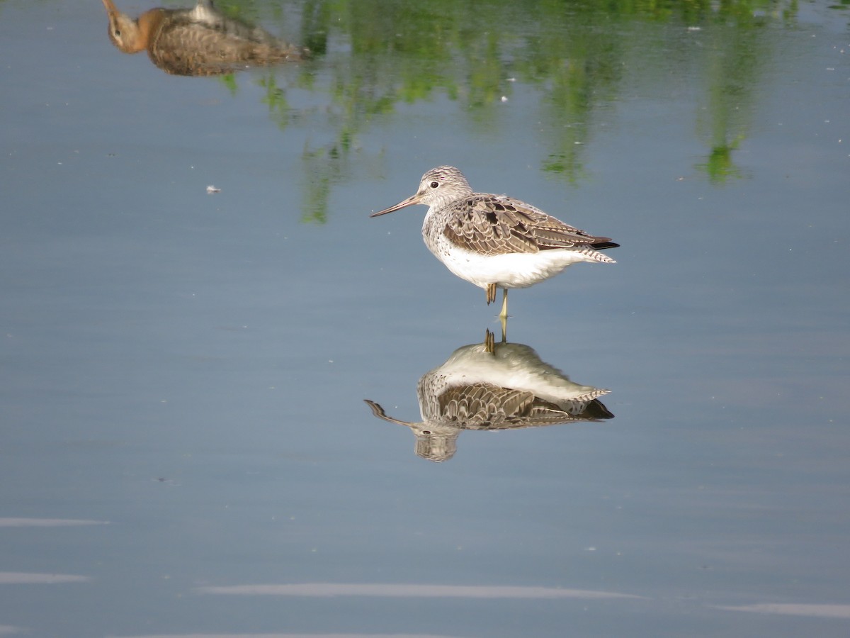 Common Greenshank - ML228231041