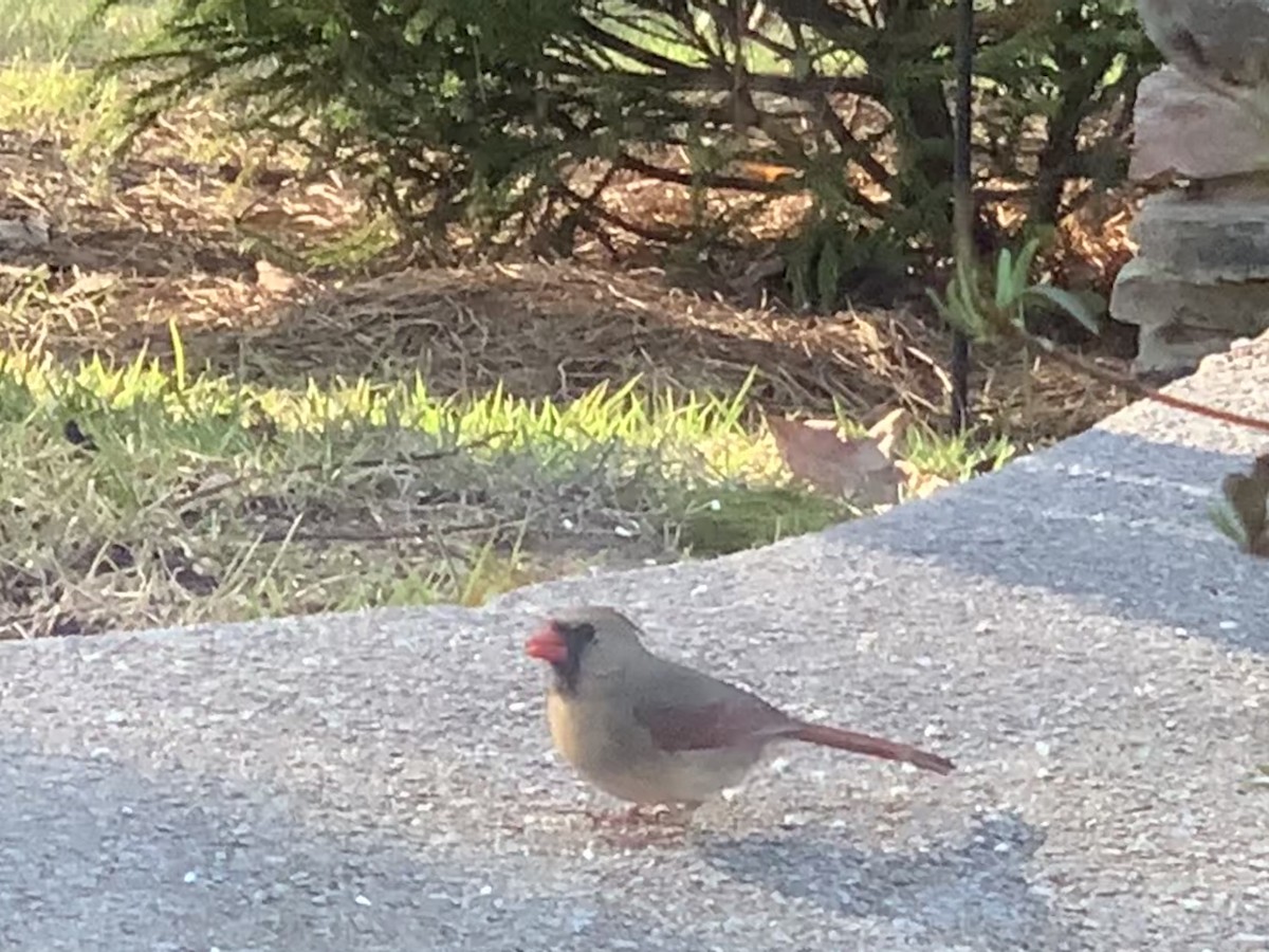 Northern Cardinal - ML228231091