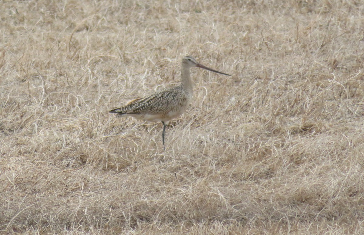 Marbled Godwit - ML228233281