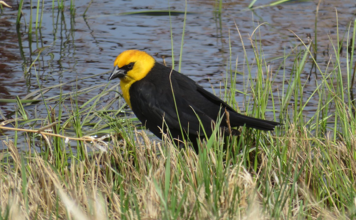 Yellow-headed Blackbird - ML228233461