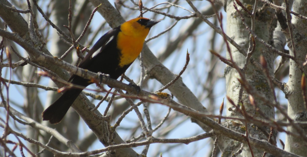 Yellow-headed Blackbird - ML228233611
