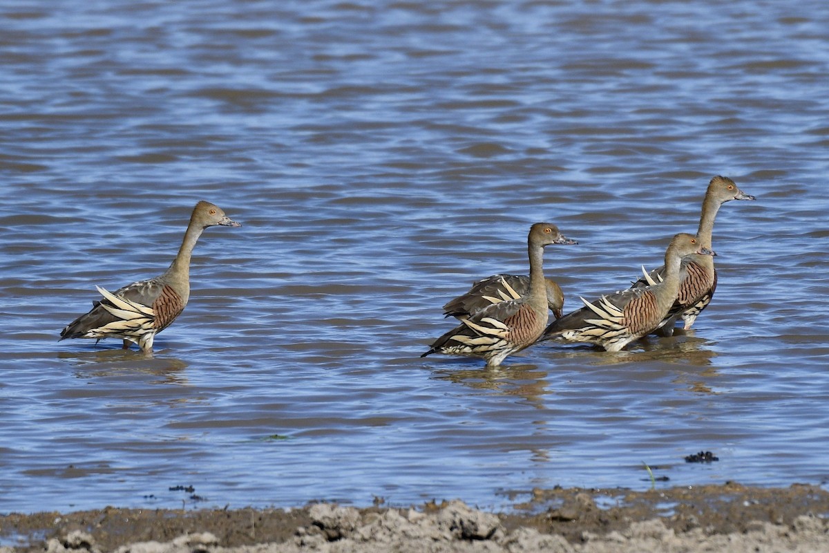 Plumed Whistling-Duck - Jacques Erard