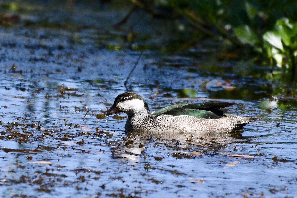 Green Pygmy-Goose - Jacques Erard