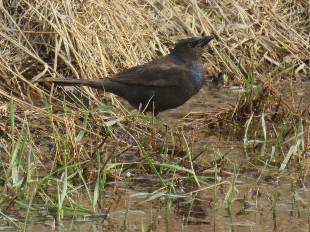 Rusty Blackbird - ML228233861