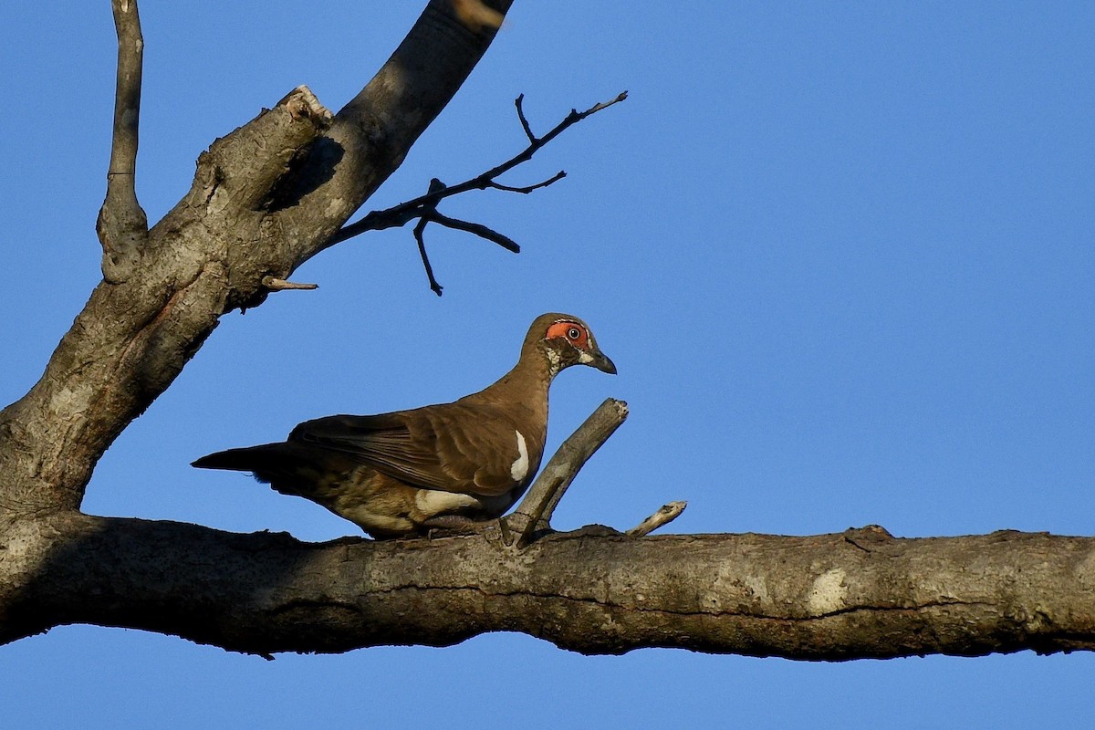 Partridge Pigeon - Jacques Erard